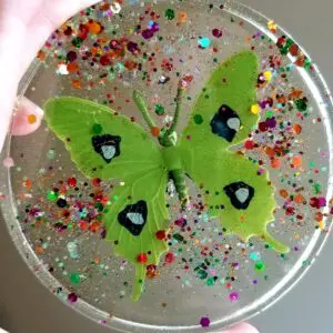 Butterfly Drink Coasters Set