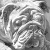 Adorable Bulldog Digital Download Laser Ready Engraving Image