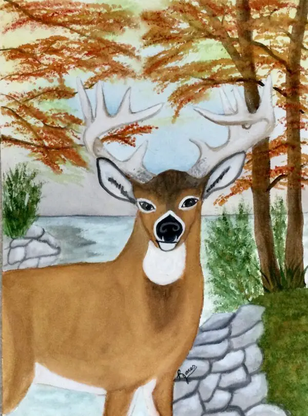 Deer On Alert Original Watercolor